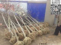 常用規(guī)格的白玉蘭樹(shù)多少錢？