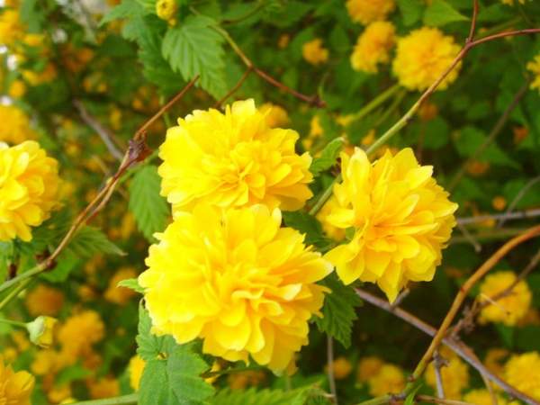 棣棠球價(jià)格以及棣棠球簡單介紹 棣棠球價(jià)格以及棣棠球簡單介紹