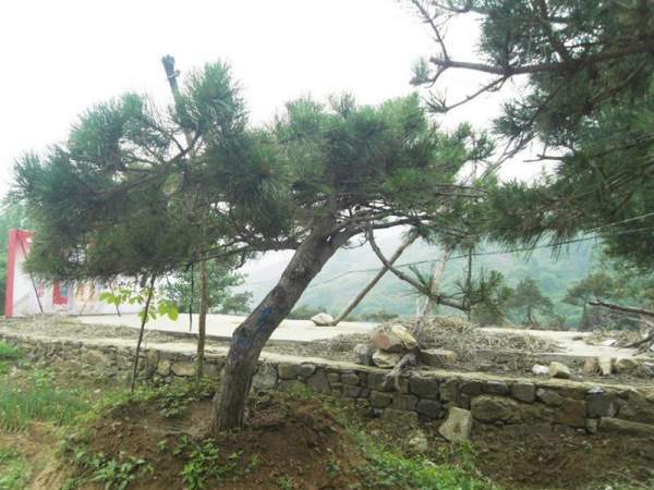 造型黑松樹哪里便宜？哪家的質(zhì)量好？