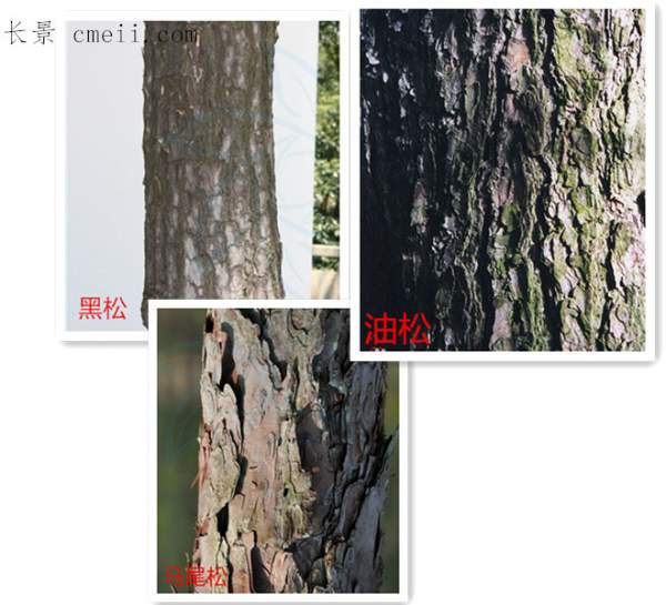樹皮區分