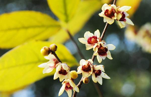 小花臘梅、狗牙梅）