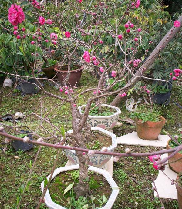 盆栽紅葉碧桃 盆栽紅葉碧桃