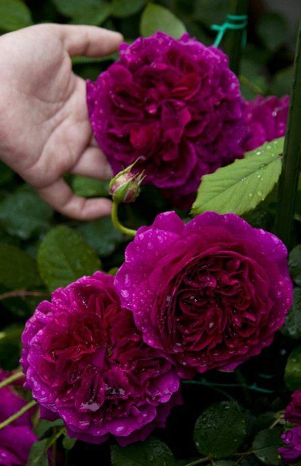 歐月-長(zhǎng)景園林