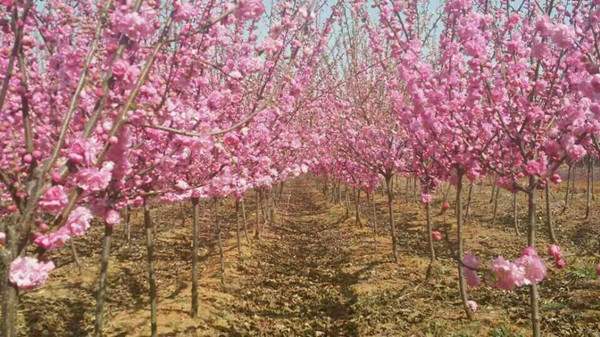 大花重瓣榆葉梅開(kāi)花圖片