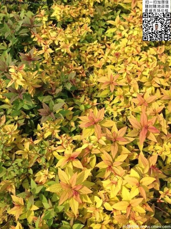 金山繡線(xiàn)菊?qǐng)D片