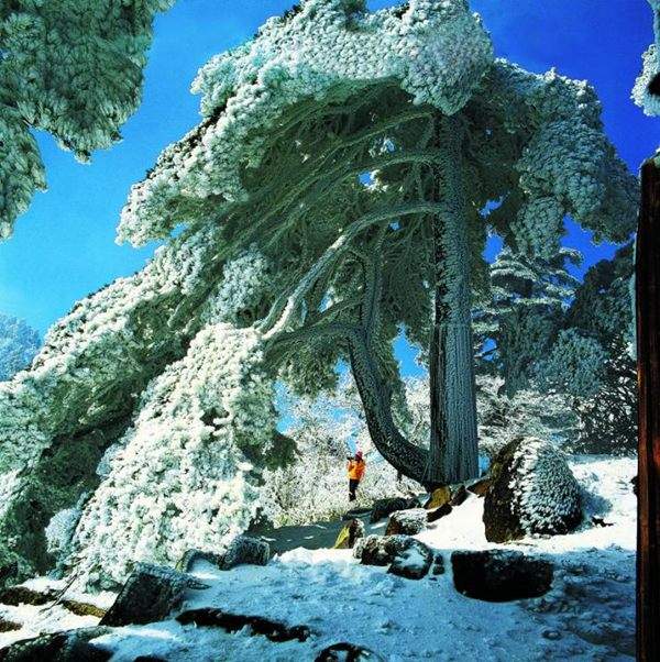 見過這樣的雪松造型樹嗎？美到你想不到