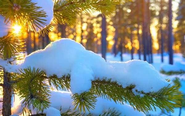 見過這樣的雪松造型樹嗎？美到你想不到