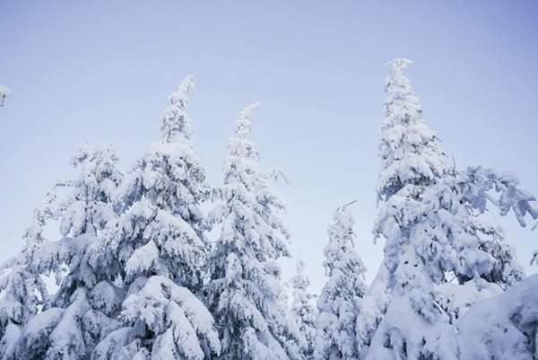 見過這樣的雪松造型樹嗎？美到你想不到