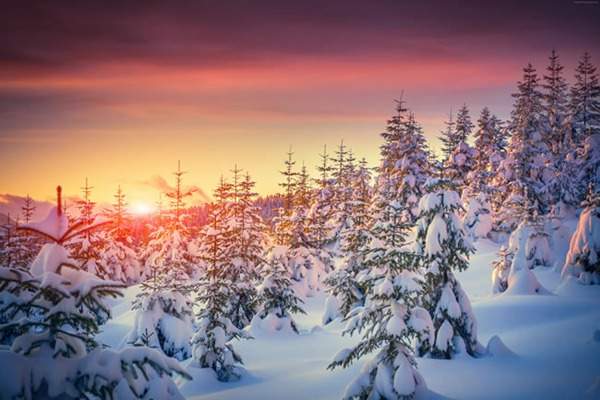 見過這樣的雪松造型樹嗎？美到你想不到
