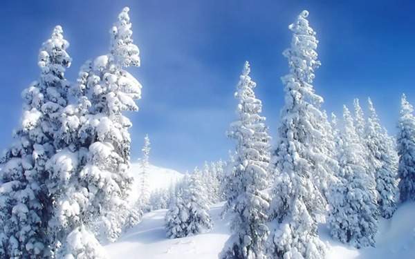 見過這樣的雪松造型樹嗎？美到你想不到