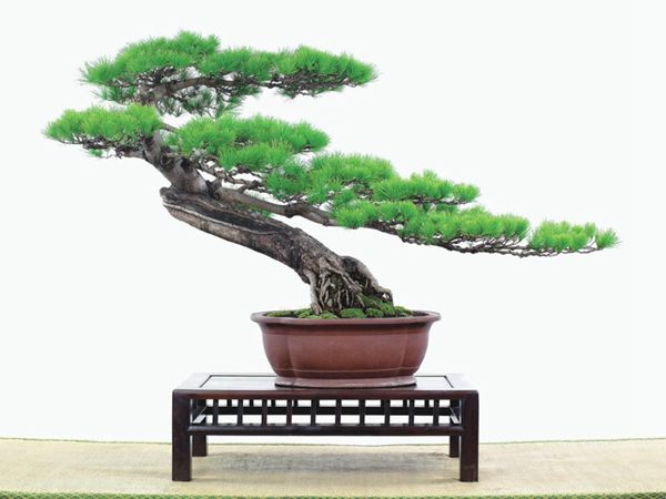 有著百變造型之王的五針?biāo)墒窃鯓訜挸傻?/><br/></div><p><strong>(1)取、審材</strong><br/>我國引種栽培五針?biāo)?,由于結(jié)實少,且多發(fā)育不良,種粒<a href='http://m.sh-yuge.com.cn/huahaijianshe/138890.html' target='_blank'>發(fā)芽率</a>低,故多采用嫁接法繁殖。<br/>盆栽五針?biāo)?,是制作五針?biāo)膳杈暗闹饕牧?。它的根爪,可否顯露,樁干有無彎度,哪些地方突出好看,都要仔細(xì)審視一番。通過審材,找出好觀賞面。五針?biāo)捎^賞價值高低,在于姿色的奇妙與否。通過審材,進(jìn)行藝術(shù)取舍,決定部分根、枝、干、針葉的去留。<br/><strong>(2)上盆</strong><br/>①選盆:五針?biāo)勺藨B(tài)清秀古雅、翠葉蔥籠,宜用外型古雅,色澤深沉的紫砂陶盆。懸崖式用中深圓形盆或正方盆;斜干式、直干式則用長方形盆或橢圓盆;曲干式用稍深的馬槽盆;合栽式用較淺長方形盆,其大小可視樹形而選定。<br/>②用土:栽植五針?biāo)傻呐柰烈擞觅|(zhì)地疏松、肥沃的微酸性土,按輕壤60%,砂土3o%a與腐殖土to%的比例以及腐熟餅肥1份混合使用,PH值5-6最宜。<br/>③栽植:五針?biāo)缮吓柙灾惨源杭拘氯~吐芽前3月左右最好,也可在秋季新枝成長后8月中旬至9月進(jìn)行。上盆前修剪傷根、爛根,剪短粗根,在剪口上涂蠟,以防松脂外流。栽時盆土要稍干,盆底墊一層碎瓦片及粗砂之類,以利排水透氣。<br/>④造型與布局:五針?biāo)芍l自然形成層片,層次分明,線條清晰;生長緩慢,枝干上無不定芽萌發(fā),因此不耐修剪。粗枝不易屈曲,蟠扎造型必須從幼齡樹開始,五針?biāo)稍煨蛻?yīng)以吊扎為主,結(jié)合修剪,作為基本方法。<br/>制作五針?biāo)膳杈埃推渌?盆栽五針?biāo)?,是制作五針?biāo)膳杈暗闹饕牧?。它的根爪,可否顯露,樁干有無彎度,哪些地方突出好看,都要仔細(xì)審視一番。通過審材,找出好觀賞面。五針?biāo)捎^賞價值高低,在于姿色的奇妙與否。通過審材,進(jìn)行藝術(shù)取舍,決定部分根、枝、干、針葉的去留。<br/><br/><strong>制作五針?biāo)膳杈?,和其它盆景一樣,要注重盆面的布局,要講究自然,給人以舒適的美感。</strong><br/>盆面布局,應(yīng)有疏有密,或“疏能走馬”,或“密不通風(fēng)”。要突出主體,在一盆中,合栽幾株五針?biāo)?,要突出主體,其余則為烘托與陪襯。<br/>盆面布局,要講究層次,這在盆中表現(xiàn)為粗細(xì)、大小的對比。細(xì)到一枝一根上下功夫,使之形象生動,景中有景。樹樁的枝干、針片,各占盆面多少位置,樹、石、亭、橋、屋宇、人物小品等配件的大小,要精心安排,恰到好處,突出盆景主題。總之充分運用藝術(shù)造型和造景手法以提高盆景的整體藝術(shù)美。<br/><br/></p><div align=