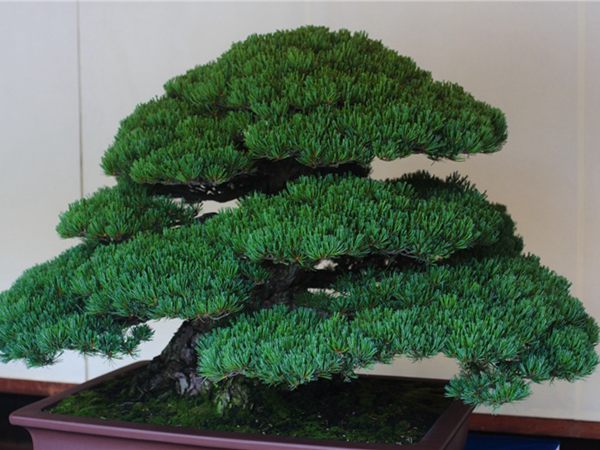 有著百變造型之王的五針?biāo)墒窃鯓訜挸傻?/><br/></div><p><strong>盆景的養(yǎng)護(hù)</strong><br/>(1）澆水<br/>盆土表面見干即澆透水。五針?biāo)上财赏?，忌盆土長濕不干。喜葉水，可常噴葉水。五針?biāo)上矟駶櫩諝?，夏、秋天氣干燥時，要進(jìn)行地面噴水，以增加小環(huán)境的空氣濕度。<br/>(z）施肥<br/>五針?biāo)刹幌泊蠓?、濃肥，施肥過多易傷根。在缺肥控水的情況下，可促其長成蒼老的姿態(tài)?？稍?-5月和9-11月，每月施淡肥水一次，6-8月不宜施肥。對幼樹可多施春肥，以加快生長，對成樹可在秋季多施一些肥，以利保型和越冬需要。<br/>(3）修剪<br/>五針?biāo)尚藜糁饕钦?，控制生長，保持樹形美觀。一般在每年3-4月間，新芽伸長而未成針前，可視情況摘掉部分芽。如頂芽過密，長勢旺盛可以多摘，反之少摘，摘芽宜在晴天進(jìn)行，傷口易愈合。此外還要根據(jù)樹形美的需要來考慮適度修剪，剪去過密枝、弱枝、枯枝以及多余枝條。枝條剪除宜在秋后進(jìn)行，為防止傷口流脂，應(yīng)及時用蠟封口為好。<br/>(4)病蟲害防治<br/>五針?biāo)沙Ｒ娙~銹病、根腐病、煤污病，介殼蟲、蚜蟲、紅蜘蛛等為害，可于冬季噴灑30倍石硫合劑或用農(nóng)藥予以防治。同時要注意通氣透光，盆土不宜過濕，以利于防治病蟲害。<br/></p>
      </div>

</div>
<div   id=