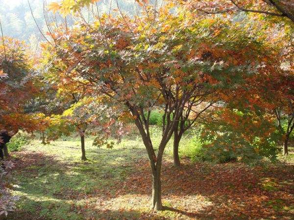 紅楓作衫，白楊為裙，美的傾國傾城！