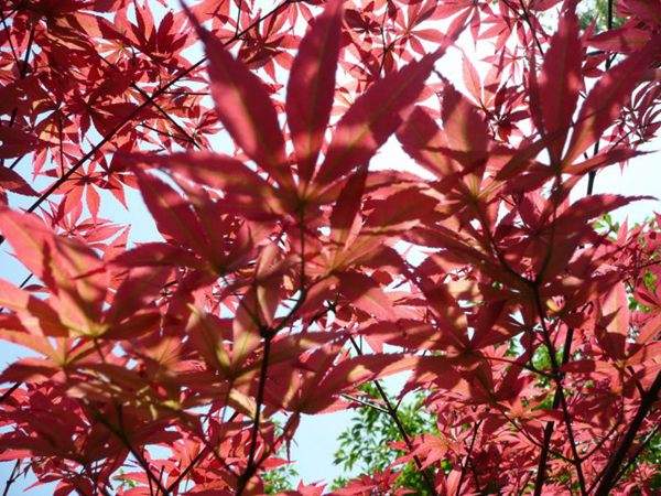 紅楓作衫，白楊為裙，美的傾國傾城！