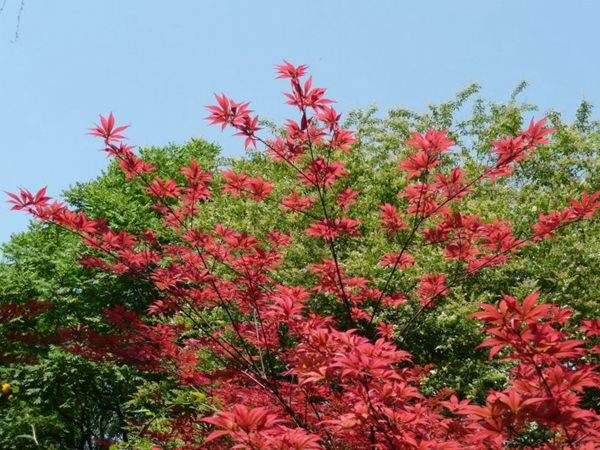 紅楓作衫，白楊為裙，美的傾國傾城！