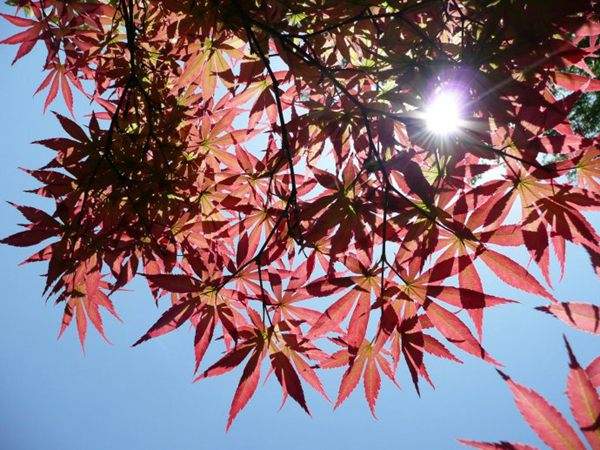 紅楓作衫，白楊為裙，美的傾國傾城！