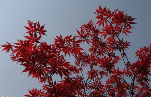 紅楓作衫，白楊為裙，美的傾國傾城！