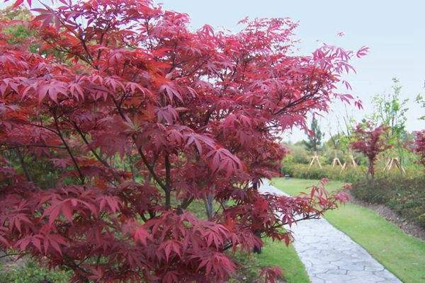 紅楓作衫，白楊為裙，美的傾國傾城！