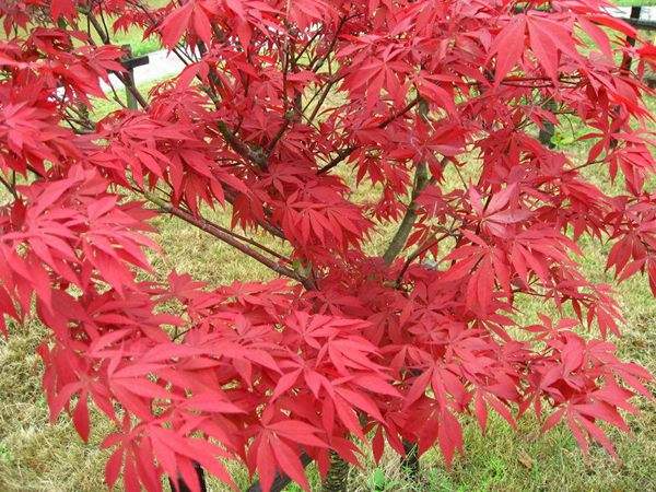 紅楓的三大用途，你知道哪個(gè)？