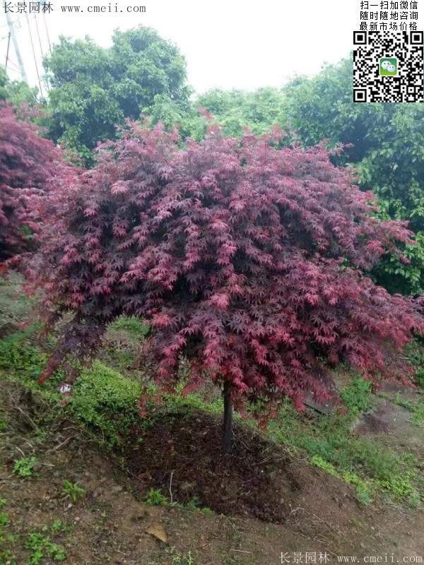 紅楓樹 紅楓樹
