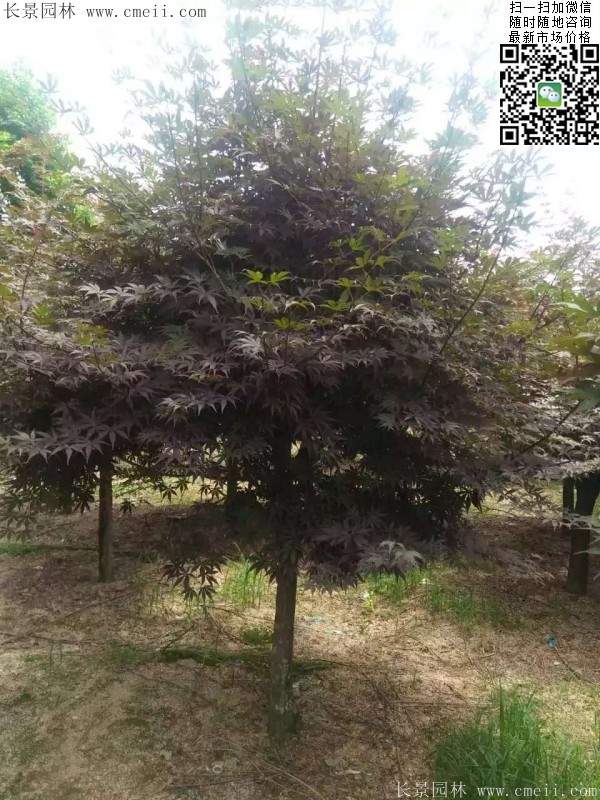 紅楓