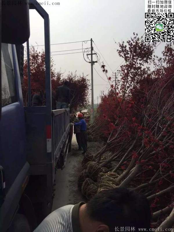 紅楓樹基地 紅楓樹基地