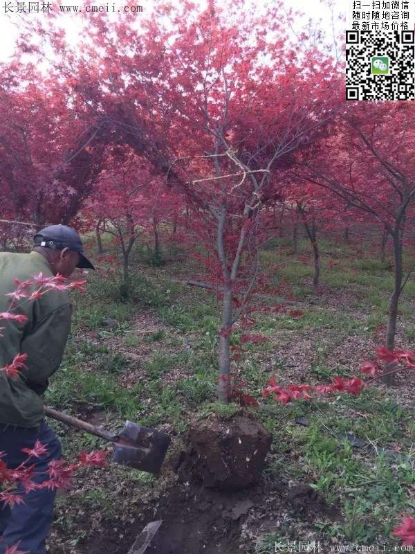 紅楓樹基地 紅楓樹基地