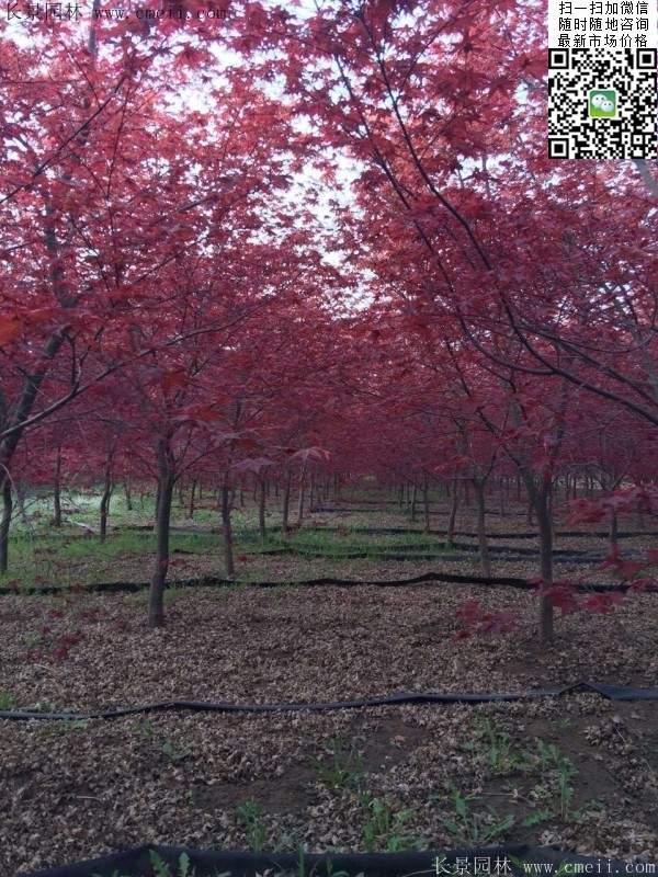 紅楓樹基地 紅楓樹基地
