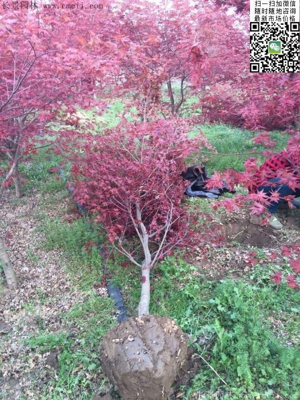 1.2、1.5、1.8米的紅楓樹