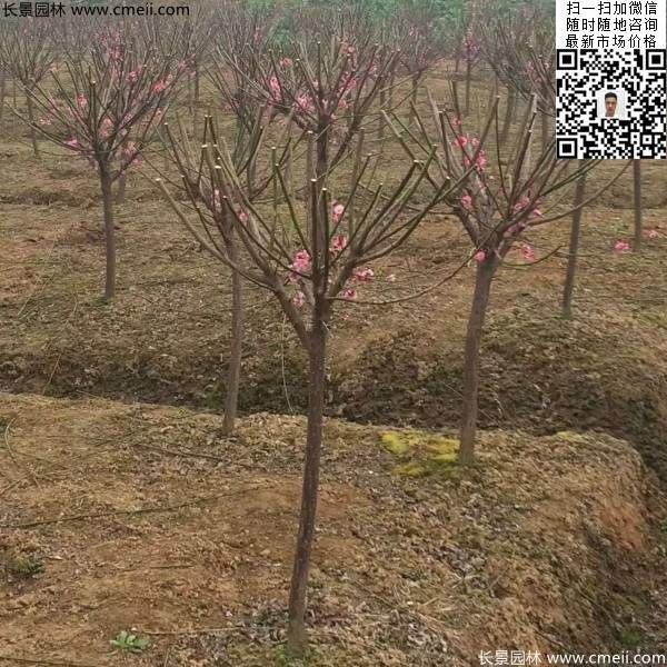 紅梅樹 紅梅樹