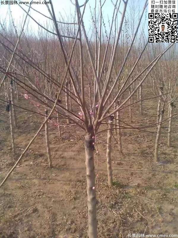 紅梅樹 紅梅樹