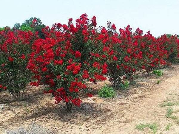 專家告訴你，市場(chǎng)上紫薇花樹價(jià)格是多少？