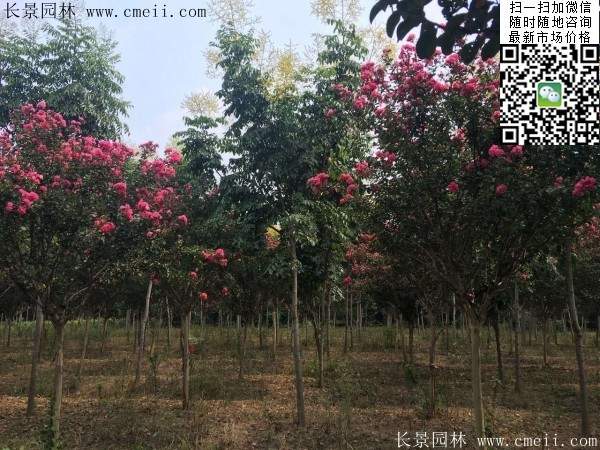 專家告訴你，市場(chǎng)上紫薇花樹價(jià)格是多少？