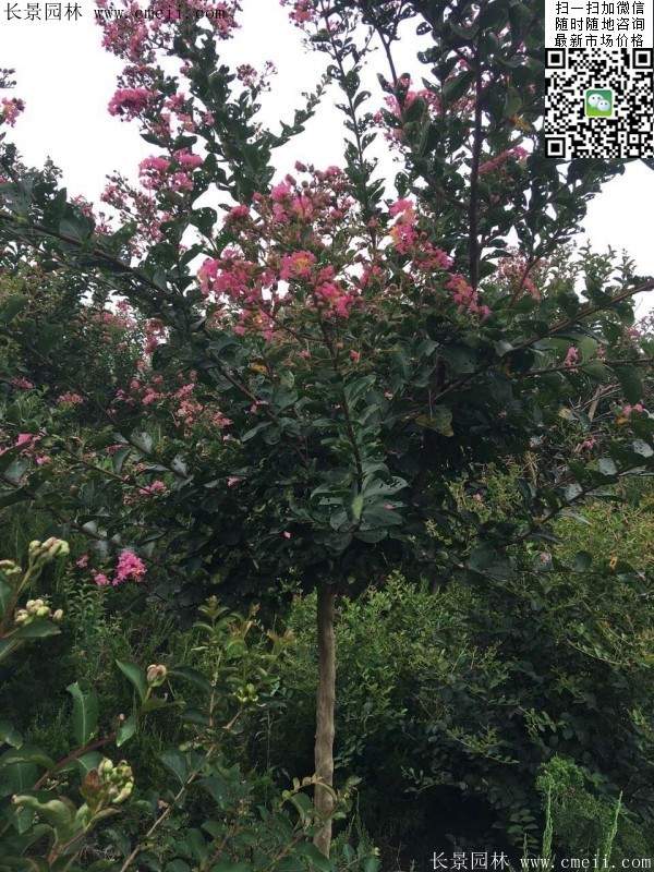 專家告訴你，市場(chǎng)上紫薇花樹價(jià)格是多少？