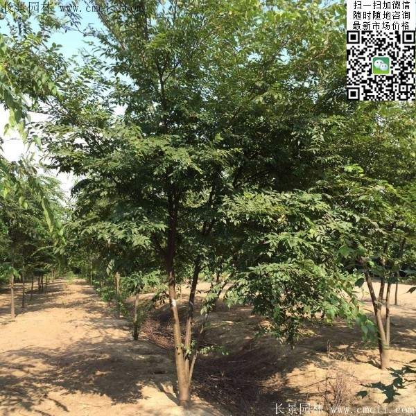 櫸樹(shù)綠化