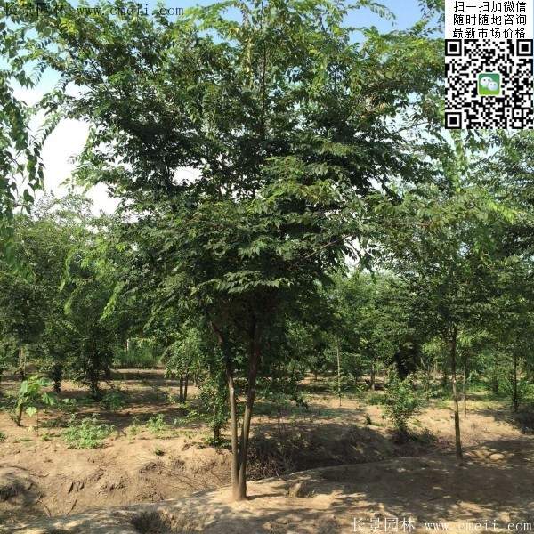 櫸樹(shù)綠化