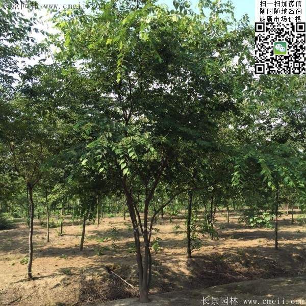 櫸樹(shù)綠化