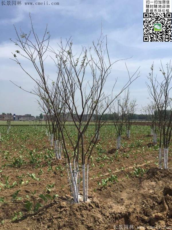 櫸樹修剪整形