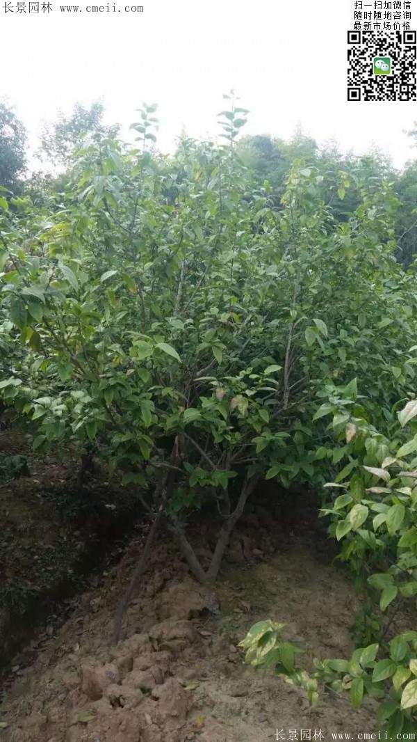 沭陽(yáng)臘梅樹 沭陽(yáng)臘梅樹