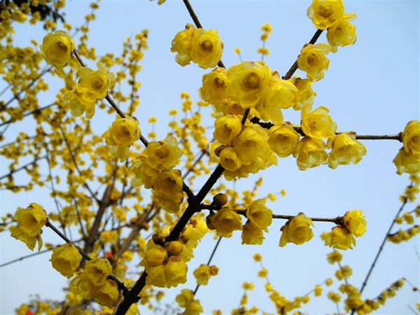 沭陽(yáng)的臘梅樹(shù)