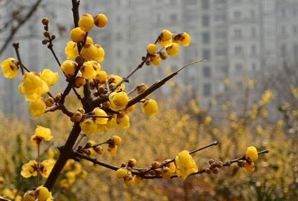 臘梅樹(shù)的前途