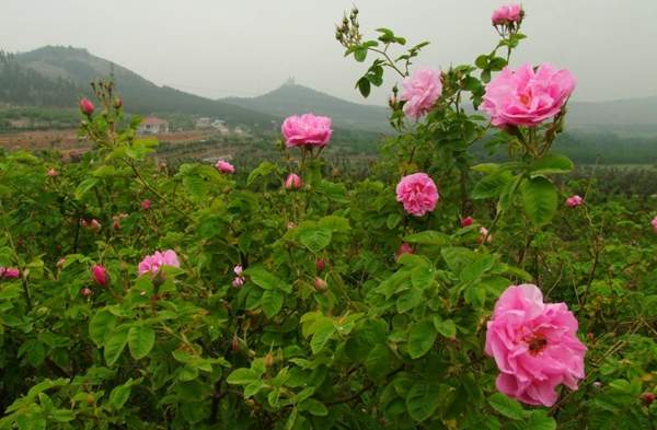 玫瑰供應
