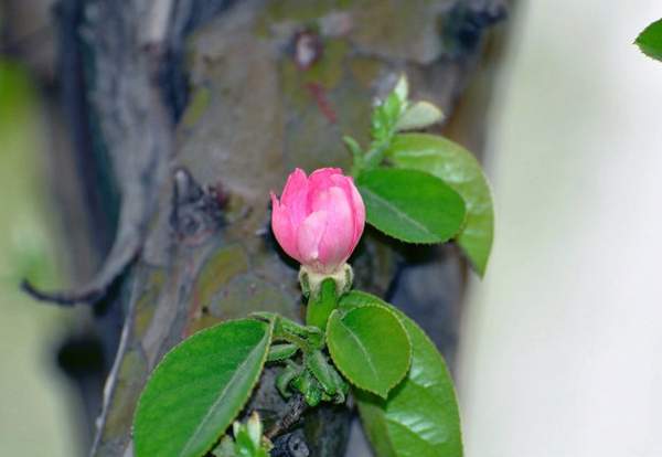 木瓜價(jià)格