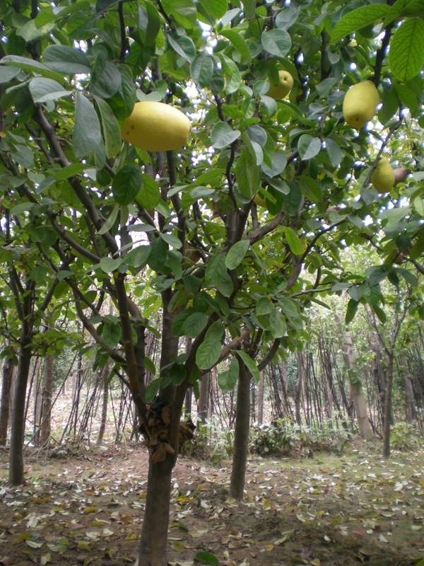沭陽木瓜基地 沭陽木瓜基地