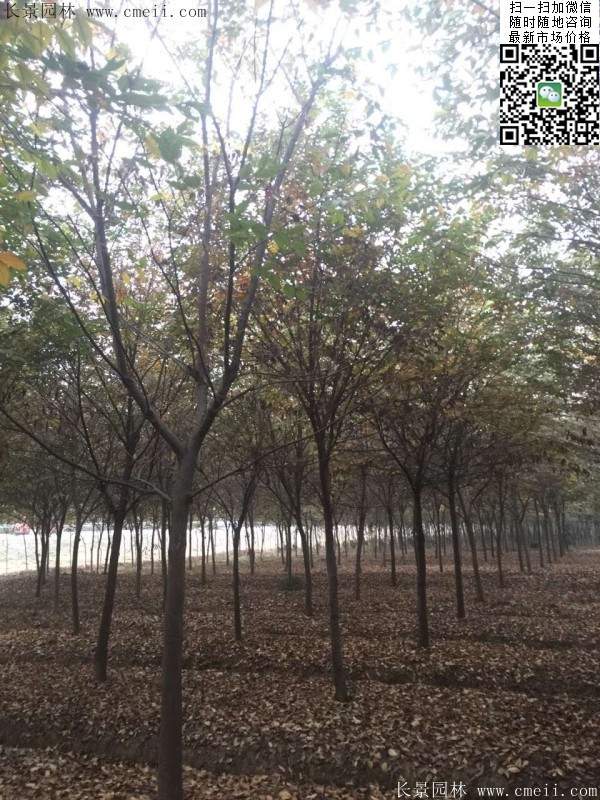 櫸樹