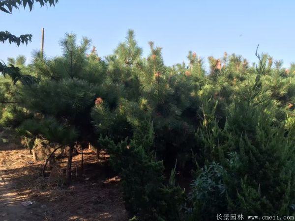 沭陽(yáng)的黑松樹 沭陽(yáng)的黑松樹