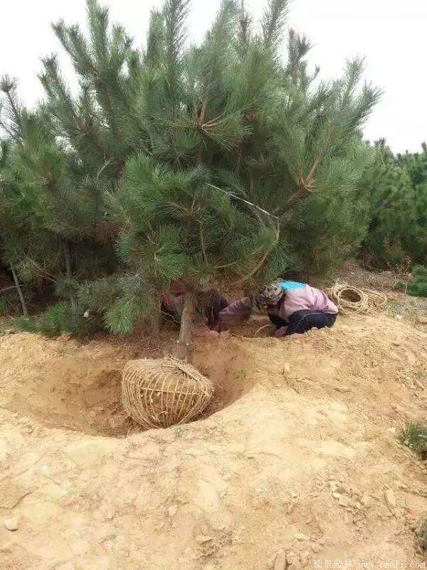 沭陽(yáng)的黑松樹 沭陽(yáng)的黑松樹