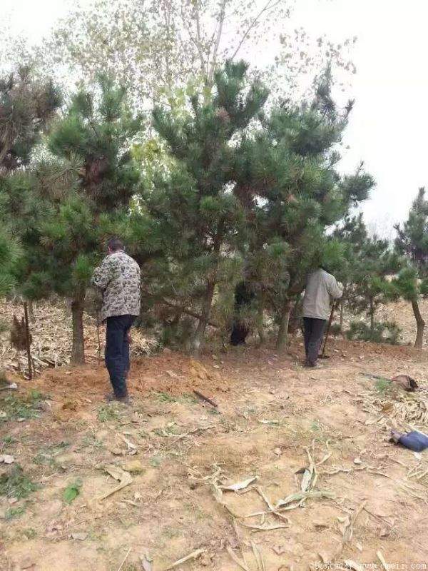 沭陽(yáng)的黑松樹 沭陽(yáng)的黑松樹