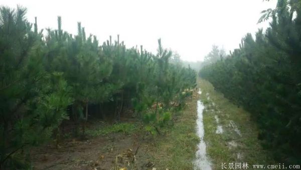 沭陽(yáng)的黑松樹 沭陽(yáng)的黑松樹