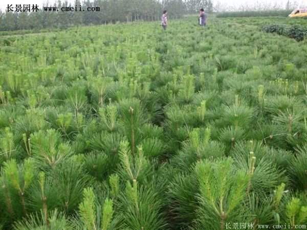 沭陽黑松苗、黑松樹